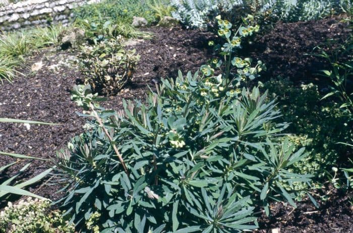 Martin's spurge