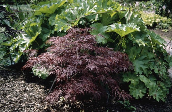 Japanese maple 'Inaba-shidare'