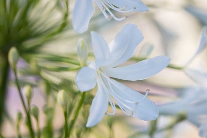 African lily 'Albatross'