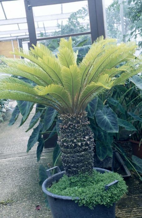 cycad