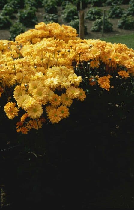 chrysanthemum 'Amber Enbee Wedding'