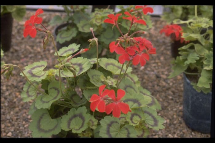 pelargonium 'Golden Harry Hieover'