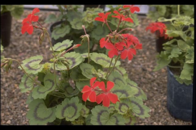 Pelargonium 'Golden Harry Hieover'