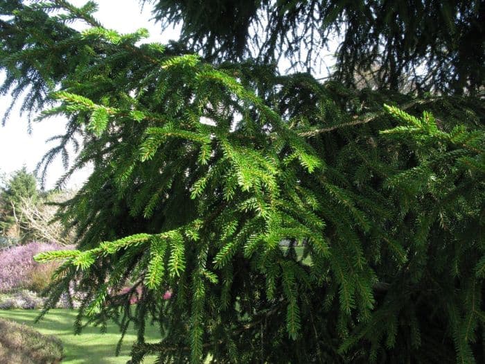 oriental spruce 'Skylands'