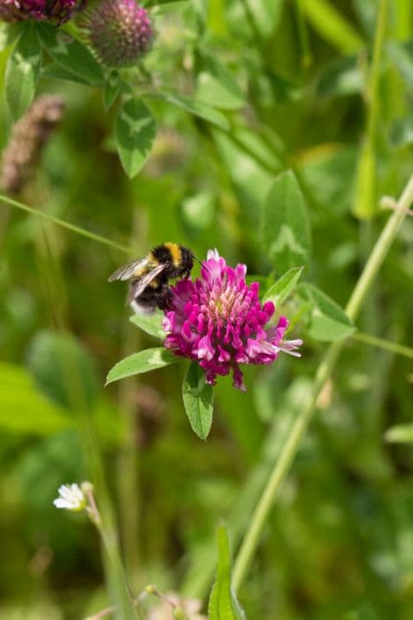 red clover