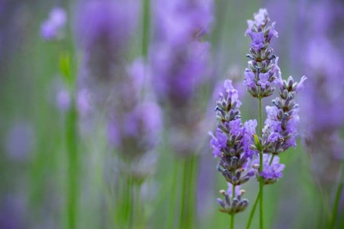 lavender 'Provence'