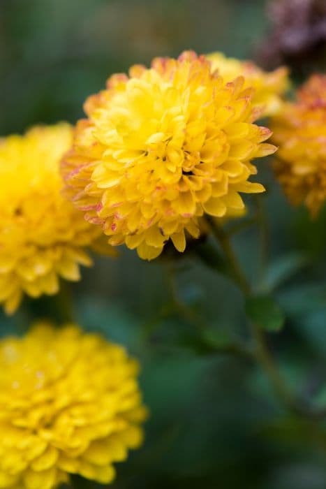 chrysanthemum [Holly]