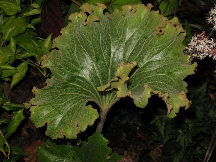 leopard plant 'Crispatum'