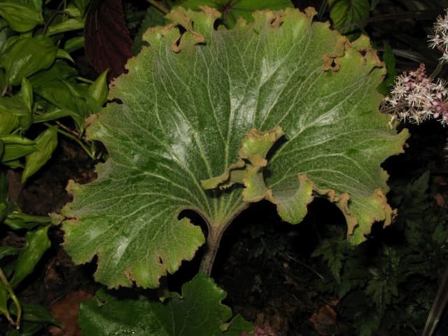 Leopard plant 'Crispatum'