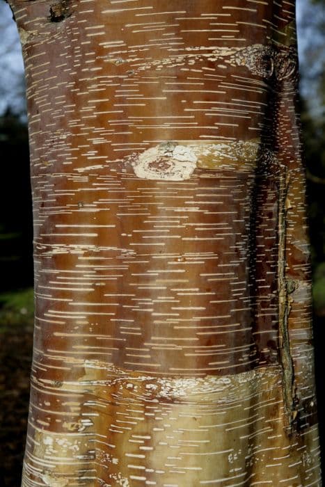 Chinese red birch 'Red Panda'