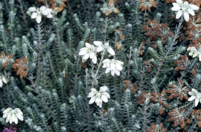 cross-leaved heath 'Alba Mollis'