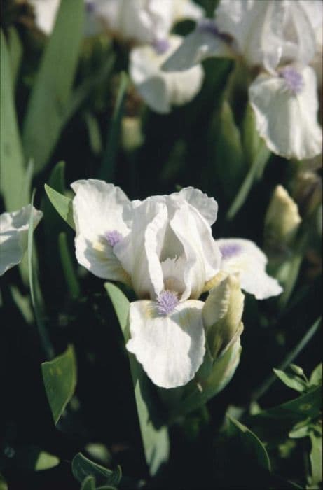 Iris 'Westar'