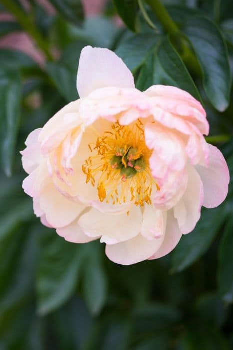 peony 'Coral Sunset'