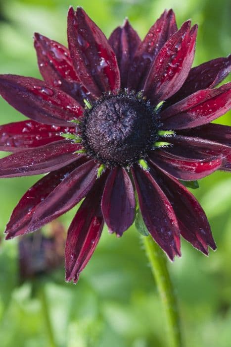 black-eyed Susan 'Cherry Brandy'