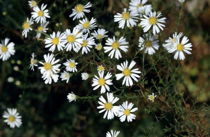 aster 'Monte Cassino'