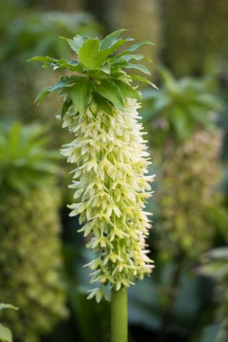 Two-coloured pineapple lily 'Alba'