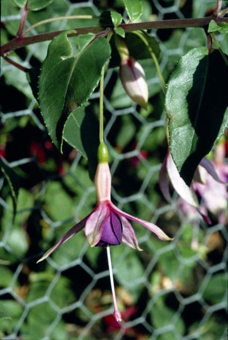 fuchsia 'Liebriez'