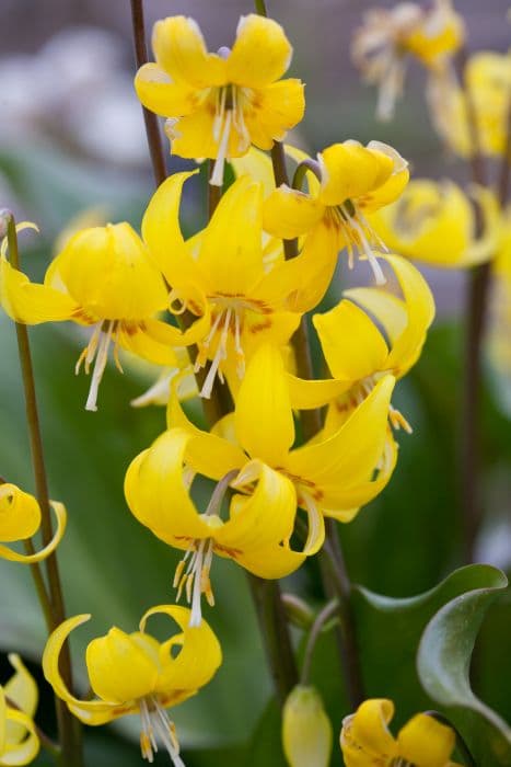 fawn lily 'Sundisc'