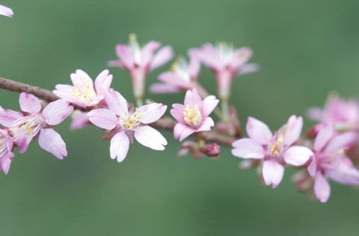 cherry 'Okamé'