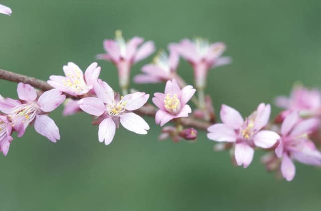 Cherry 'Okamé'