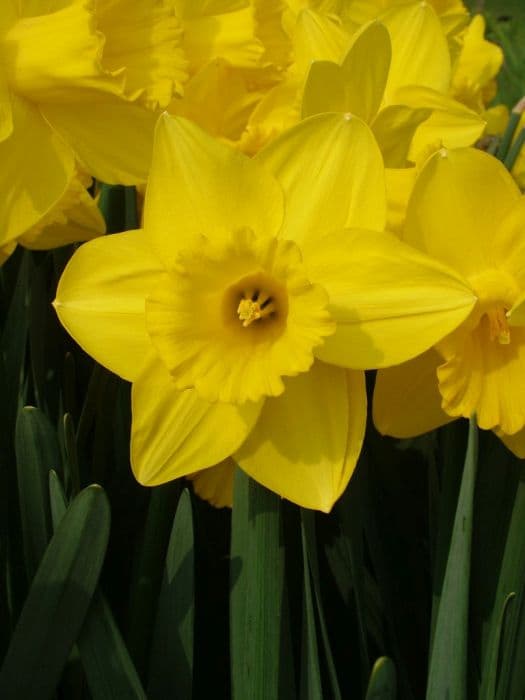 Daffodil 'Queen Beatrix'