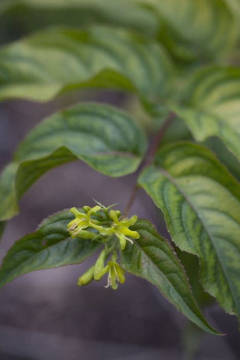 bush honeysuckle