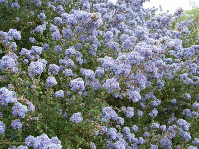 Californian lilac 'Puget Blue'