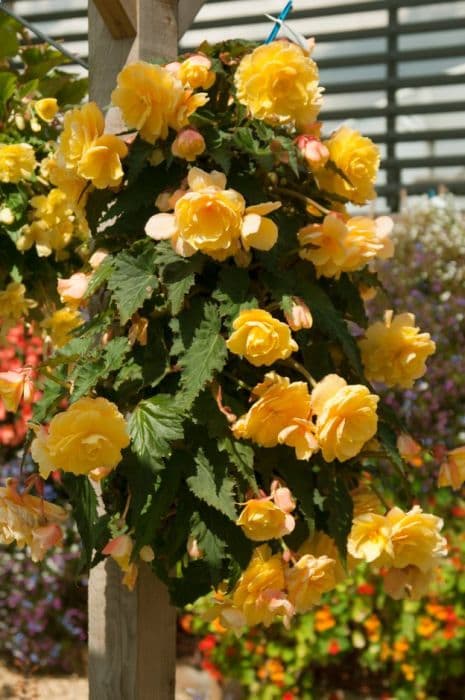 begonia 'Lemon Fizz'