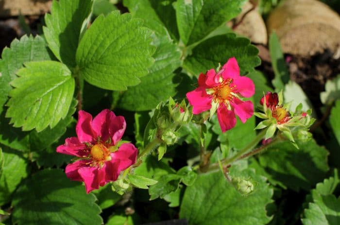 strawberry 'Lipstick'