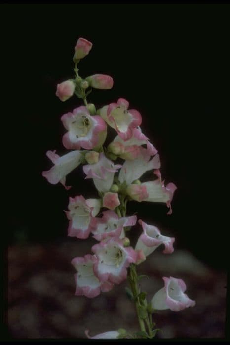 penstemon 'Osprey'