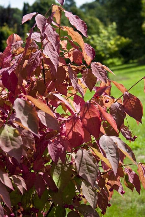 flat-stalked spindle 'Sancho'