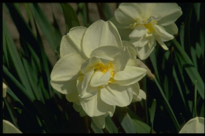 daffodil 'Double Event'