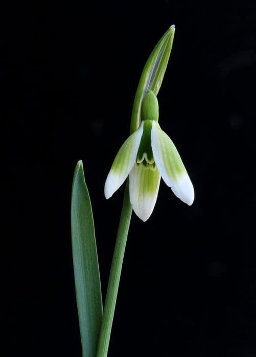 snowdrop 'Virescens'