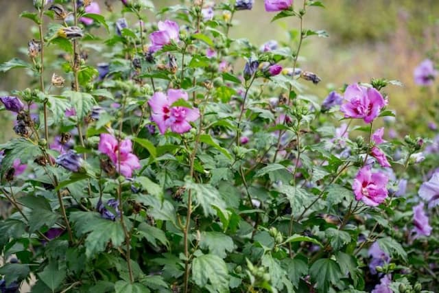 Rose of Sharon 'Stadt Erlenbach'