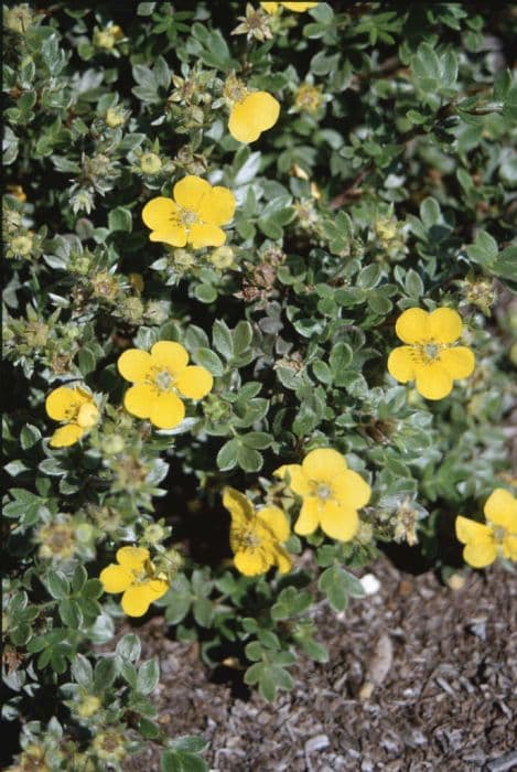 shrubby cinquefoil 'Beesii'