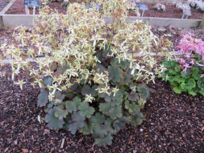 saxifrage 'Blackberry and Apple Pie'