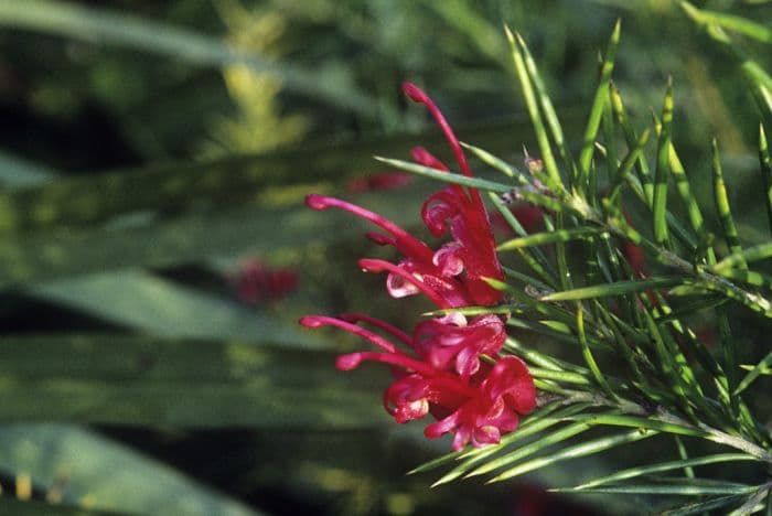 rosemary grevillea