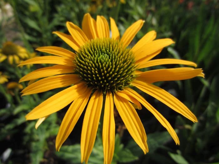 coneflower 'Mac 'n' Cheese'