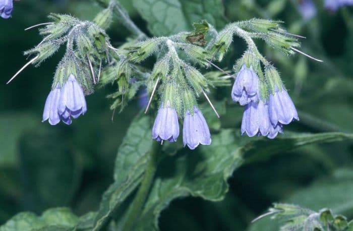 Caucasian comfrey