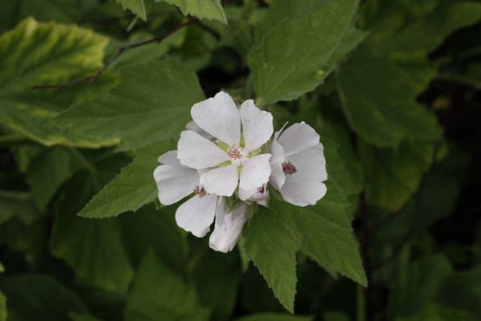 marsh mallow