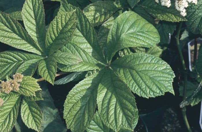 chestnut-leaved rodgersia