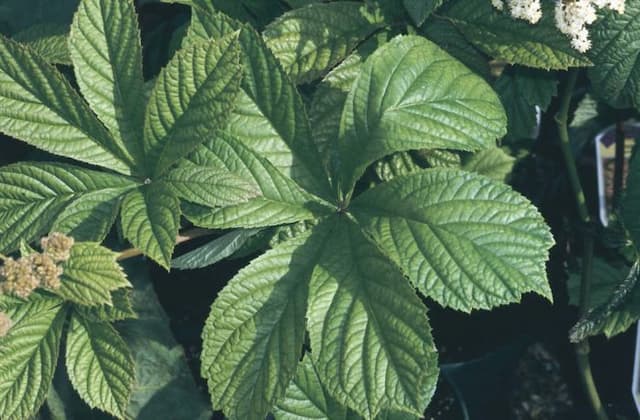 Chestnut-leaved rodgersia