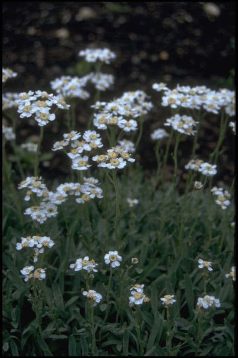 Balkan yarrow