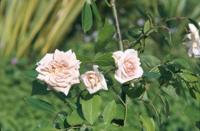 rose 'Cécile Brünner'