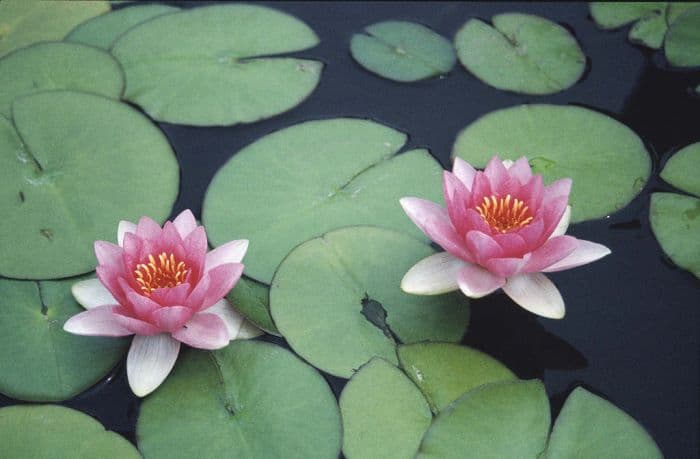 waterlily 'Masaniello'