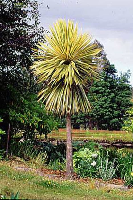 cabbage palm 'Albertii'