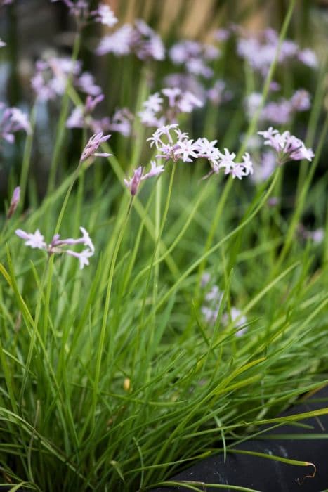 society garlic 'Fairy Star'