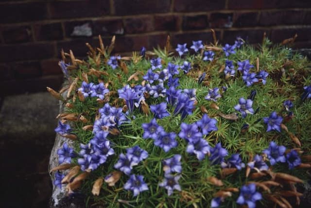 Showy Chinese gentian