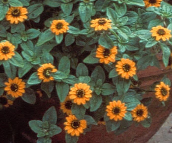 creeping zinnia 'Orange Sprite'