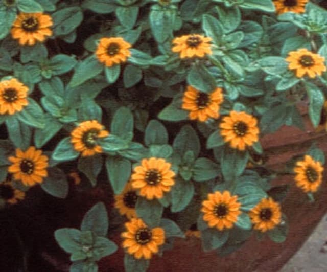 Creeping zinnia 'Orange Sprite'